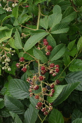 Rubus