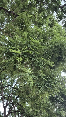 black locust