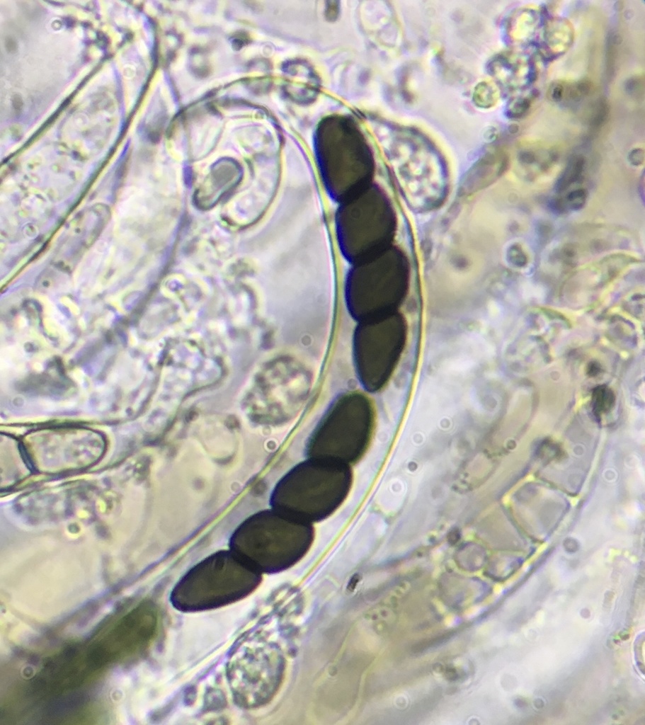 Sporormiella muskokensis