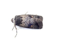 Proteuxoa restituta