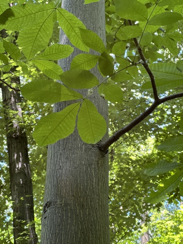 bitternut hickory