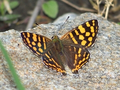 Dodona durga