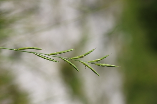 Tor-grass
