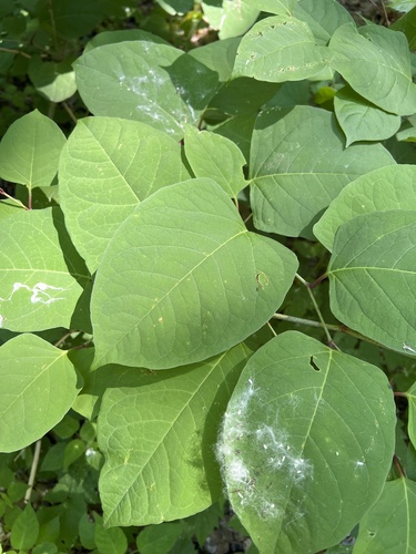 Japanese knotweed