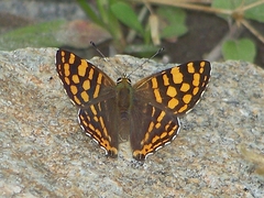 Dodona durga