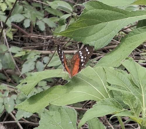 Red Peacock