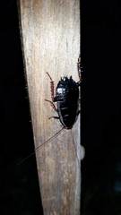 Drymaplaneta communis