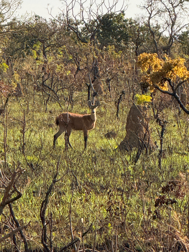 Marsh Deer