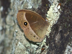 Mycalesis francisca