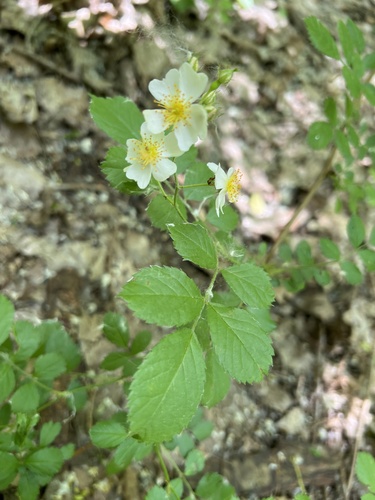 multiflora rose