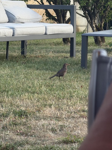 Eurasian Blackbird
