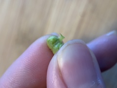 Sorosphaerula veronicae