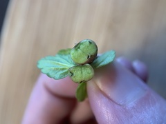 Sorosphaerula veronicae