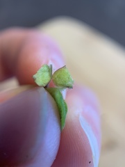 Sorosphaerula veronicae