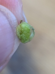 Sorosphaerula veronicae