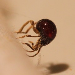 Gibbium aequinoctiale