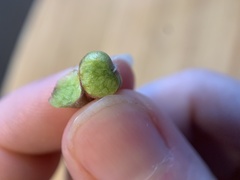 Sorosphaerula veronicae