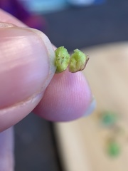 Sorosphaerula veronicae