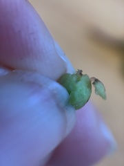 Sorosphaerula veronicae