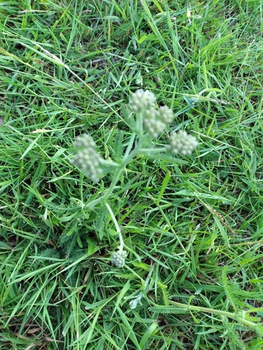 common yarrow