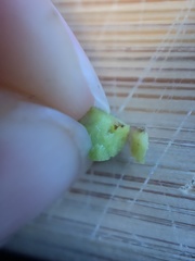 Sorosphaerula veronicae