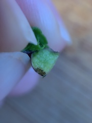 Sorosphaerula veronicae