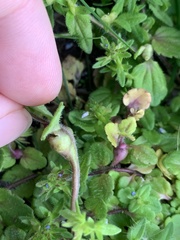 Sorosphaerula veronicae