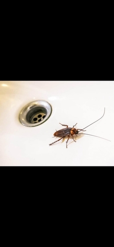American Cockroach
