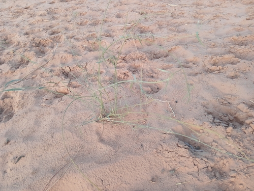 Leptadenia lanceolata