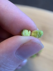 Sorosphaerula veronicae