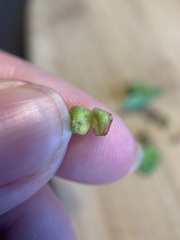 Sorosphaerula veronicae