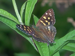 Dodona maculosa