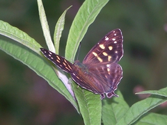 Dodona maculosa