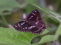 Limenitis homeyeri