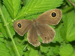 Ypthima insolita