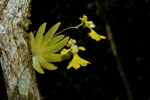 Erycina glossomystax, 2026-06-11