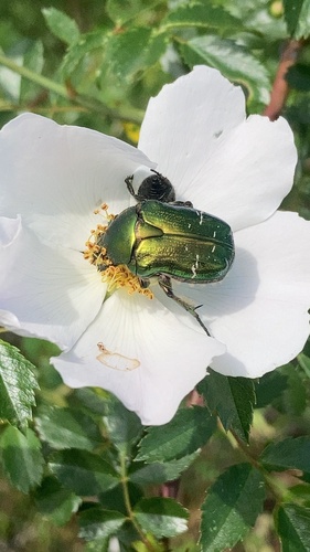 European Rose Chafer