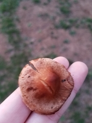 Cortinarius californicus