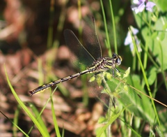Phanogomphus oklahomensis