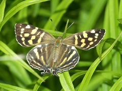 Dodona maculosa