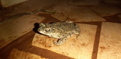 Rhinella major