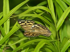 Dodona maculosa