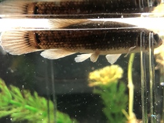 Umbra pygmaea