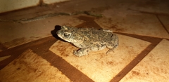 Rhinella major