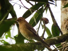 Turdus maculirostris