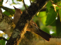Turdus maculirostris