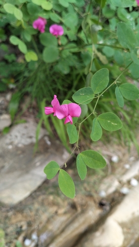 Lathyrus roseus, photograph 3