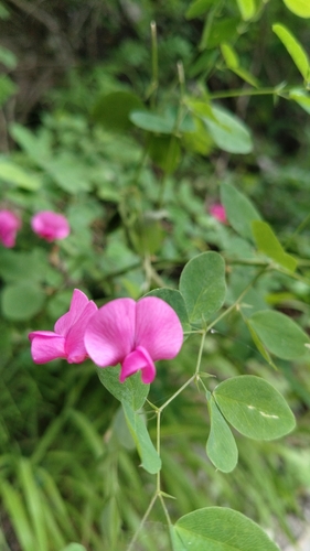 Lathyrus roseus, photograph 4