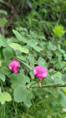Lathyrus roseus, photograph 5