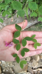 Lathyrus roseus, photograph author not stated, no rights reserved